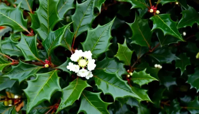  Jak uprawiać ostrokrzew na idealny żywopłot? Poznaj najlepsze wskazówki!