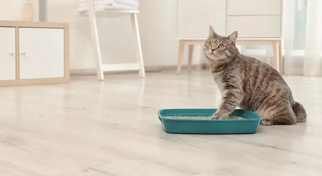 Ciemny mocz u kota: Przyczyny, objawy i skuteczne metody leczenia