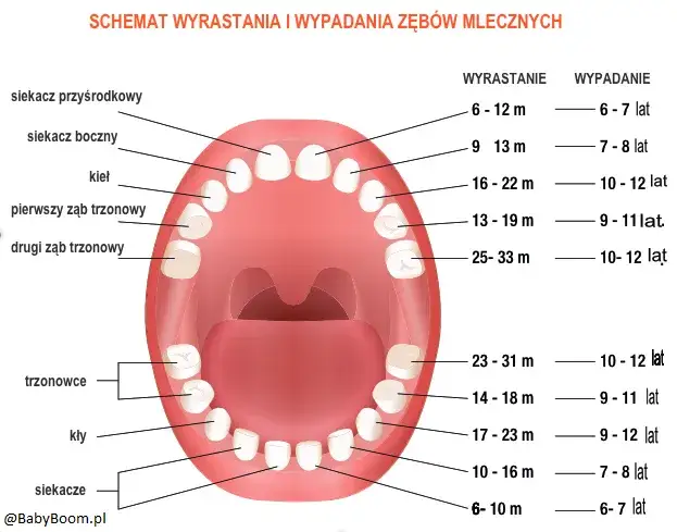Ząbkowanie u niemowląt: objawy, kolejność i ulga dla malucha