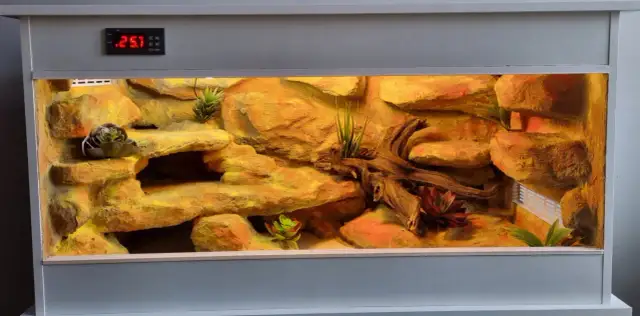 Ile kosztuje terrarium dla gekona? Zaskakujące ceny i opcje