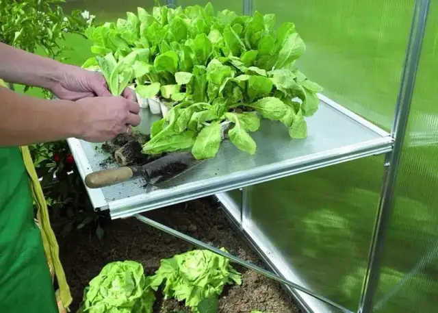 Co opłaca się uprawiać w szklarni? Najlepsze rośliny na zysk