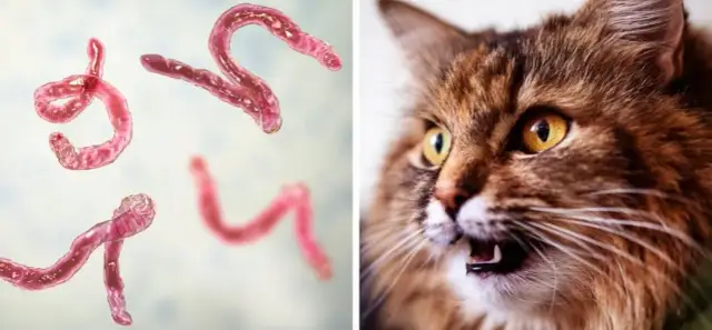 Würmer bei Katzen: Symptome erkennen und rechtzeitig handeln