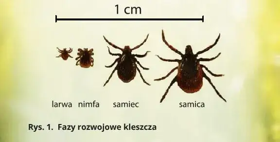 Jakiej wielkości jest kleszcz? Poznaj zaskakujące rozmiary tych pajęczaków