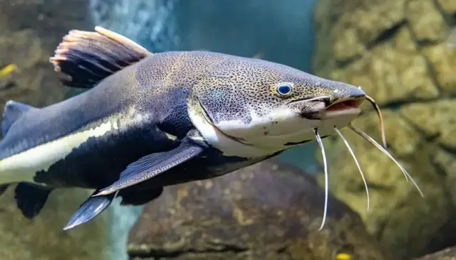 Jaka wędka na żywca? Wybierz idealny model do skutecznego połowu