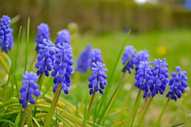 Jakie kwiaty kwitną wiosną? Odkryj piękne rośliny do ogrodu