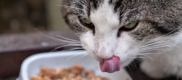 Wie viel Nassfutter braucht meine Katze? Wichtige Tipps und Mengen