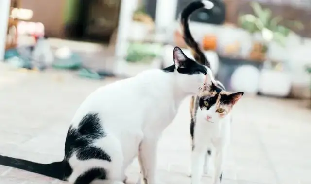 Ile trwa rujka u kotki? Poznaj zaskakujące fakty i porady