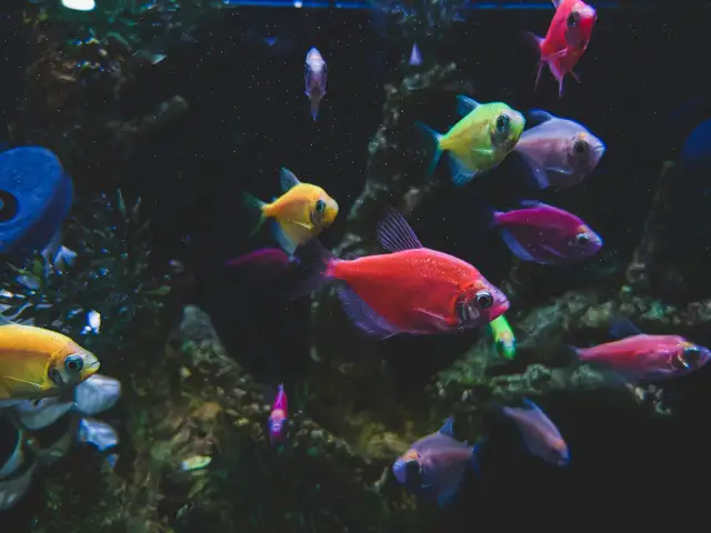 Jakie rybki do akwarium 25l: łatwe w pielęgnacji i towarzyskie gatunki