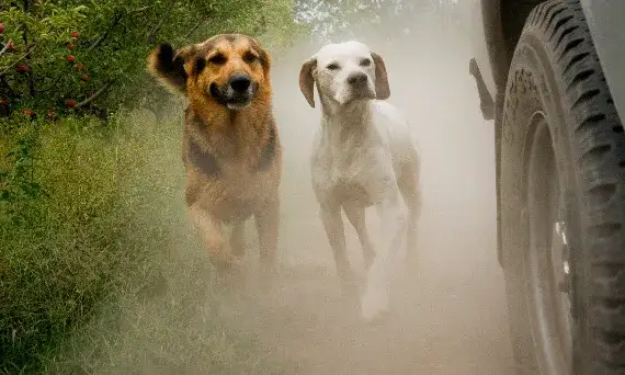 Jak oduczyć psa biegania za samochodem i zapewnić mu bezpieczeństwo