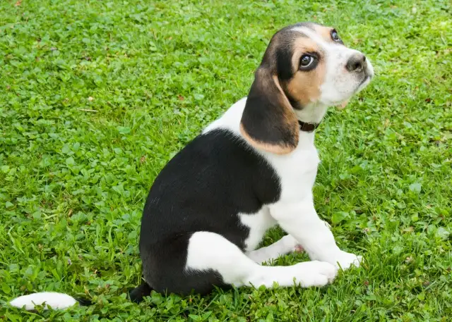 Jak wytresować beagle'a? Opanuj jego naturę i naucz posłuszeństwa