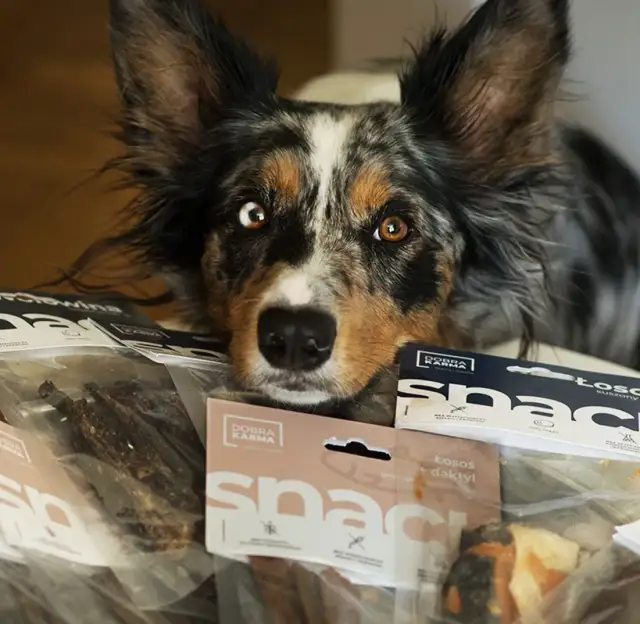 Czy pies może jeść daktyle? Bezpieczne przysmaki dla Twojego pupila