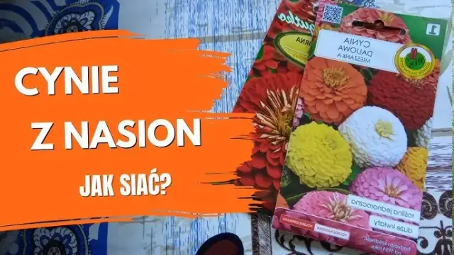 Siew cynii do gruntu: kiedy i jak siać? Poradnik krok po kroku