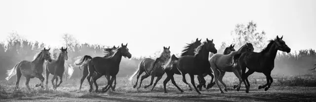 Stadnina koni Kurozwęki - historia, atrakcje i jazda konna w sercu Polski