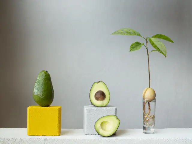 Awokado z pestki: Kompletny poradnik. Wyhoduj własne drzewko!