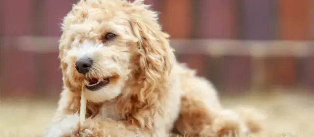 Ile kosztuje maltipoo z hodowli? Ceny, które mogą zaskoczyć