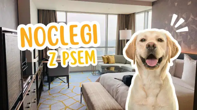 Pies w hotelu w Polsce? Sprawdź, jak zaplanować podróż bez stresu!