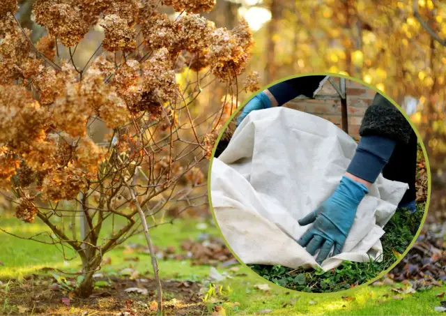 Jak skutecznie zabezpieczyć hortensję ogrodową na zimę, aby przetrwała?