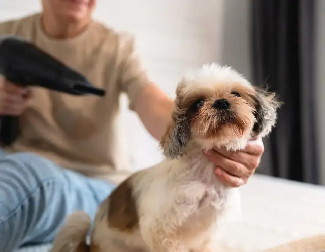 Pies dla alergika: Jak wybrać rasę i żyć bez objawów?