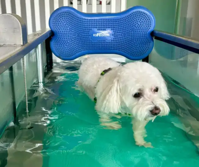 Ile zarabia fizjoterapeuta zwierząt? Sprawdź, co wpływa na wynagrodzenie