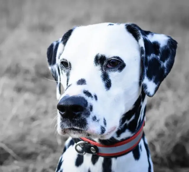 Obroża na kleszcze dla szczeniaka od kiedy? Dowiedz się, jak chronić pupila