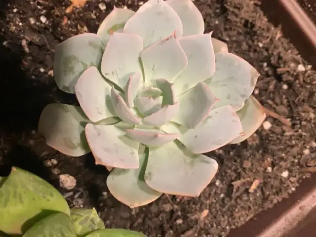 Jak przycinać eszewerie, aby uniknąć błędów i zapewnić zdrowie rośliny