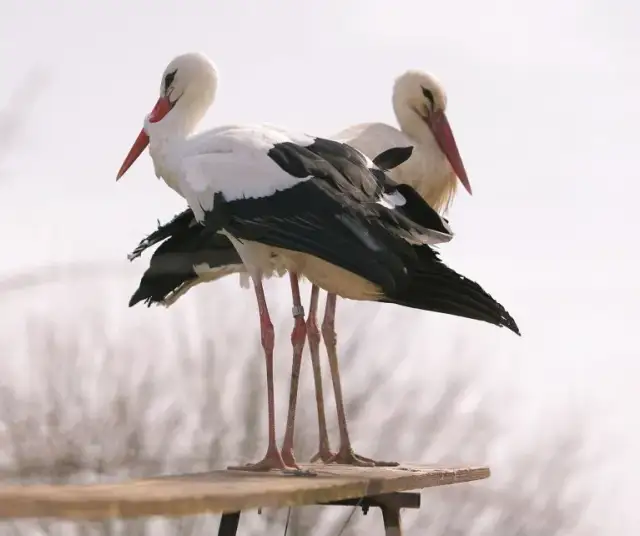 Czym żywią się bociany białe? Zaskakujące fakty o ich diecie