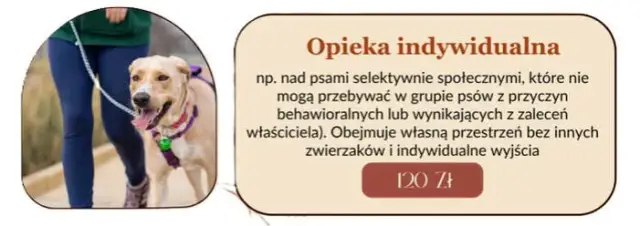 Ile kosztuje psi hotel? Ceny, które mogą cię zaskoczyć