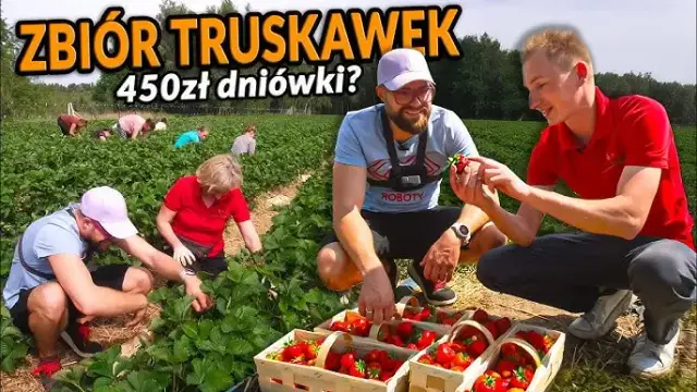 Ile można zarobić na truskawkach w Holandii? Zaskakujące stawki!