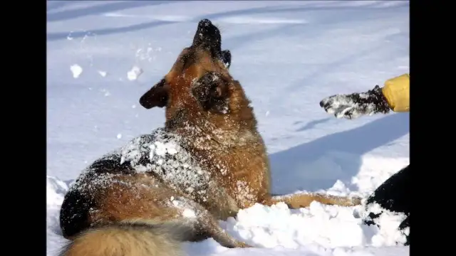 Reinkarnacja psa – czy naprawdę możemy znów spotkać naszych pupili?