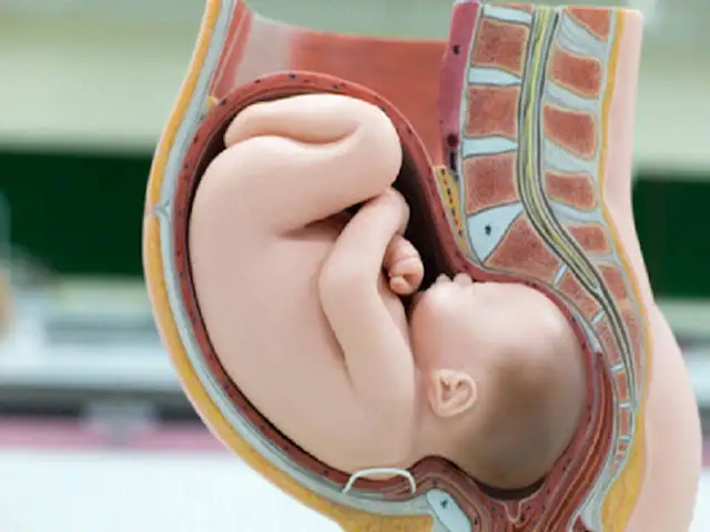 Model anatomiczny przedstawiający dziecko w łonie matki.