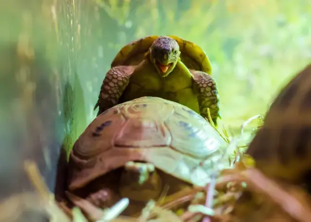 Ile żyje żółw grecki w domu? Oto co musisz wiedzieć o jego długości życia