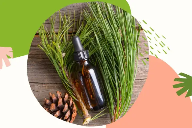 Butelka z olejkiem pichtowym, gałązki sosny i szyszka na drewnianym tle. Odkryj naturalne olejek pichtowy właściwości.