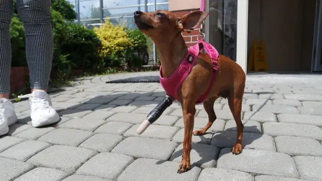 Ile kosztuje proteza dla psa? Pełny koszt i co musisz wiedzieć.