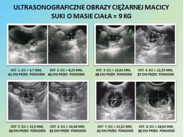 Jak rozpoznać ciążę u psa? 9 nieomylnych oznak do obserwacji