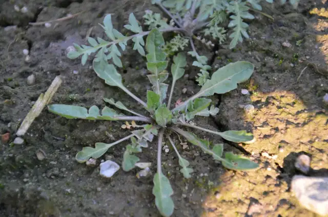 Pospolite Chwasty Polne: Jak Rozpoznać i Skutecznie Zwalczyć?