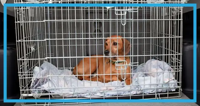 Bezpieczny transport dla psa: Jak zapewnić komfort i ochronę podczas podróży