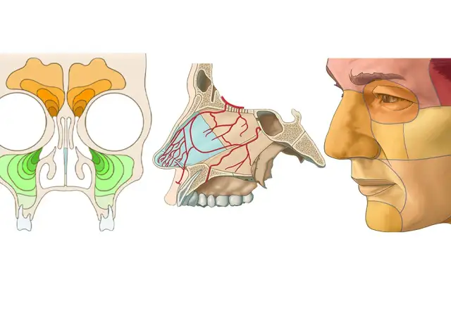 Zatoka klinowa gdzie jest? Odkryj jej tajemnice w anatomicznej budowie