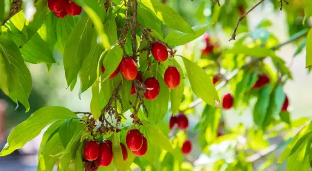 Jaki dereń na nalewkę? Odkryj najlepsze odmiany i ich smak