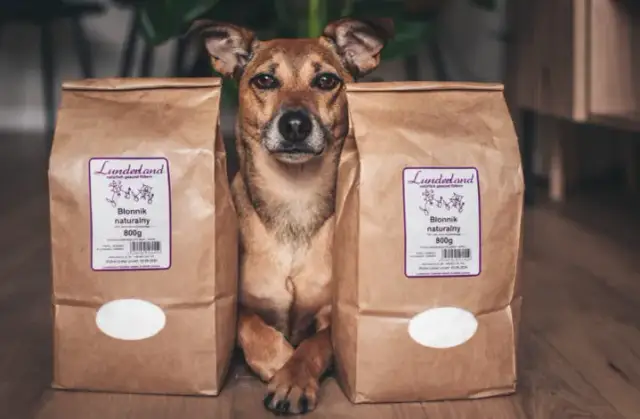 Jaki błonnik dla psa? Wybierz najlepszy dla zdrowia pupila