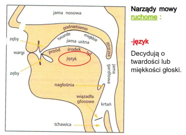 Schemat narządów mowy z zaznaczonym językiem, kluczowym dla głosek ustnych i nosowych.