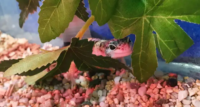 Jakie wymiary terrarium dla gekona lamparciego zapewnią mu zdrowie?