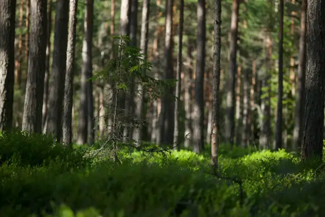 Wycena lasu prywatnego - ile naprawdę jest warta Twoja działka?