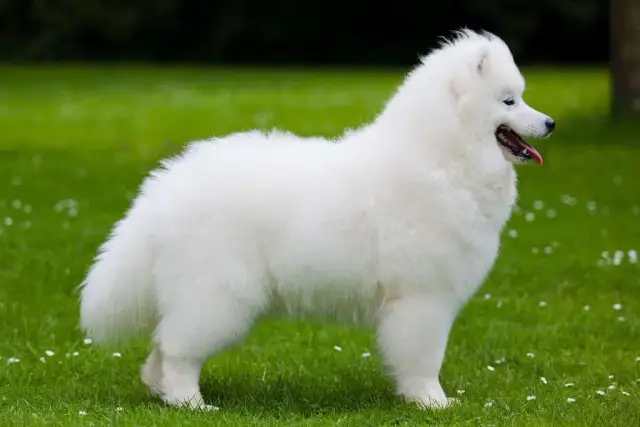 Samoyed: sierść czy włosy? Prawda o linieniu, alergiach i pielęgnacji