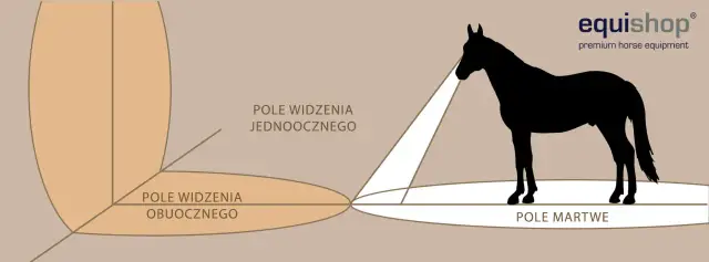 Wzrok konia: Jakie kolory widzi i dlaczego to ważne dla Ciebie?