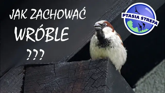 Gdzie zimują wróble? Poznaj sekrety przetrwania i jak pomóc!