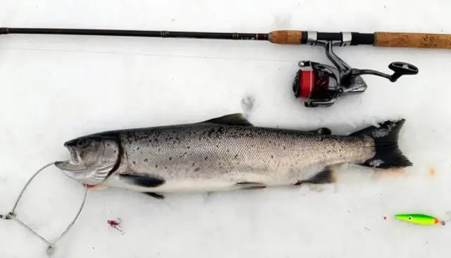 Jakie ryby jeść nad morzem, aby cieszyć się świeżością i smakiem