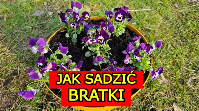 Jak uprawiać bratki: proste sposoby na piękne i zdrowe kwiaty