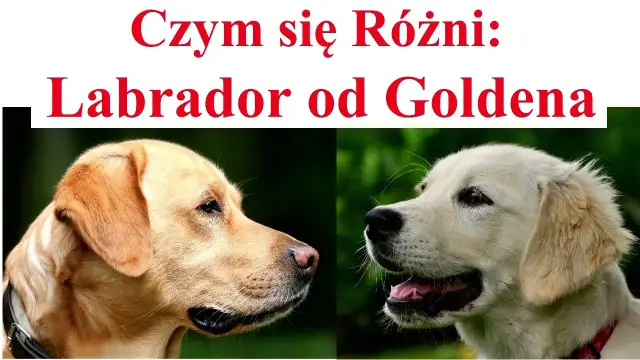 Labrador czy Golden Retriever? Kluczowe różnice dla Twojego wyboru.