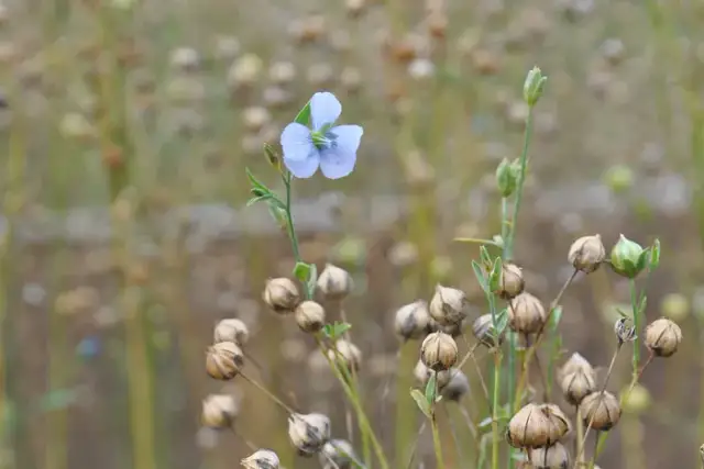 Czy len to zboże? Odkryj prawdę o tej roślinie włóknodajnej