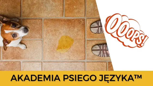 Szczeniak sika co 10 minut? Poznaj przyczyny i skuteczne porady.